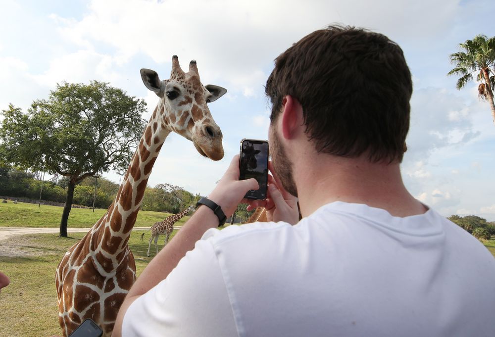 Iowa Hawkeyes defensive lineman Jack Kallenberger (97) takes a photo of a giraffe during an Outback Bowl team event Saturday, December 29, 2018 at Busch Gardens in Tampa, FL. (Brian Ray/hawkeyesports.com)