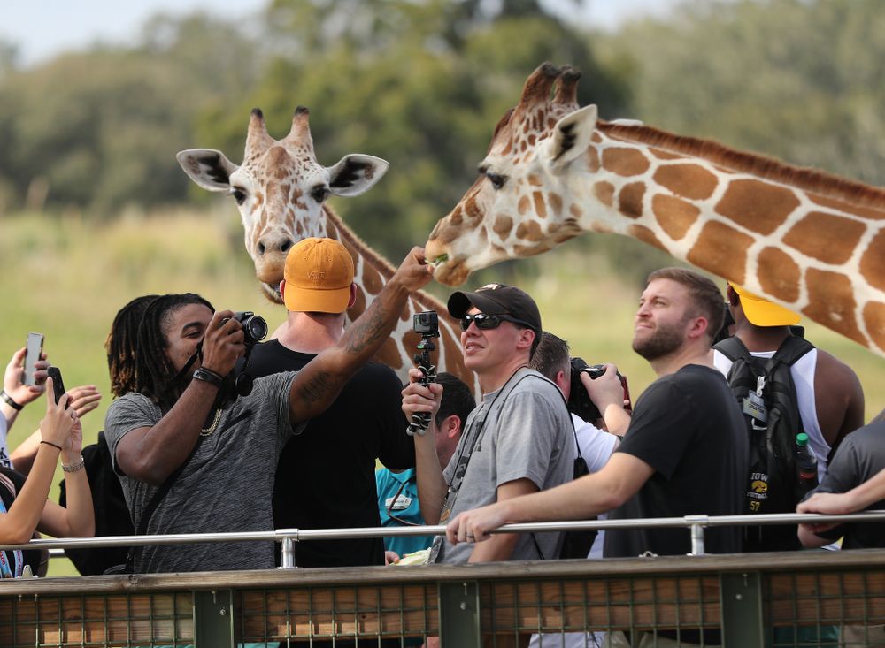 Iowa Hawkeyes defensive back Devonte Young (17) feeds a giraffe during an Outback Bowl team event Saturday, December 29, 2018 at Busch Gardens in Tampa, FL. (Brian Ray/hawkeyesports.com)