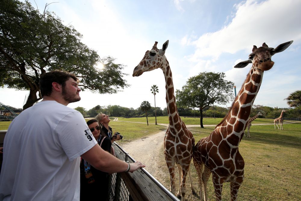 Iowa Hawkeyes defensive lineman Jack Kallenberger (97) feeds giraffes during an Outback Bowl team event Saturday, December 29, 2018 at Busch Gardens in Tampa, FL. (Brian Ray/hawkeyesports.com)
