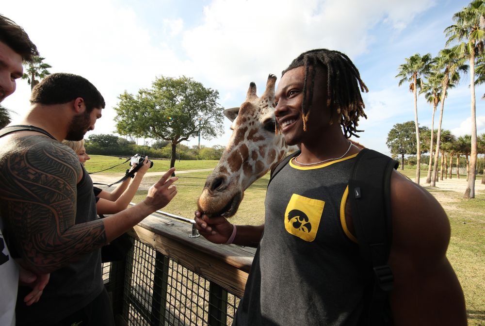Iowa Hawkeyes wide receiver Brandon Smith (12) feeds giraffes during an Outback Bowl team event Saturday, December 29, 2018 at Busch Gardens in Tampa, FL. (Brian Ray/hawkeyesports.com)