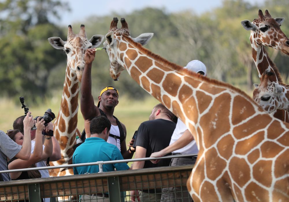 Iowa Hawkeyes defensive end Chauncey Golston (57) feeds a giraffe during an Outback Bowl team event Saturday, December 29, 2018 at Busch Gardens in Tampa, FL. (Darren Miller/hawkeyesports.com)