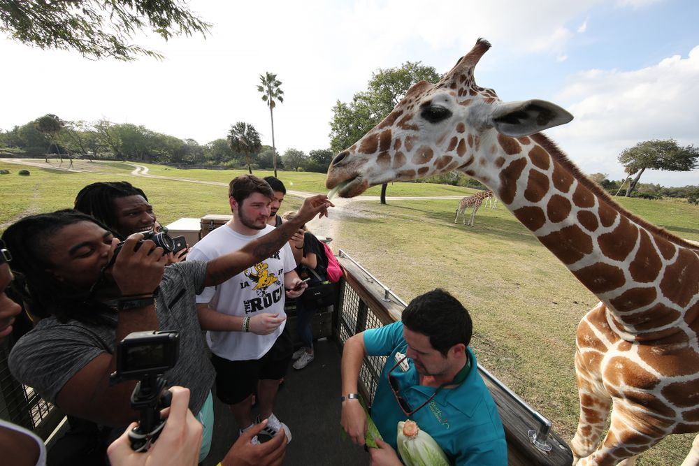 Iowa Hawkeyes defensive back Devonte Young (17) feeds giraffes during an Outback Bowl team event Saturday, December 29, 2018 at Busch Gardens in Tampa, FL. (Brian Ray/hawkeyesports.com)