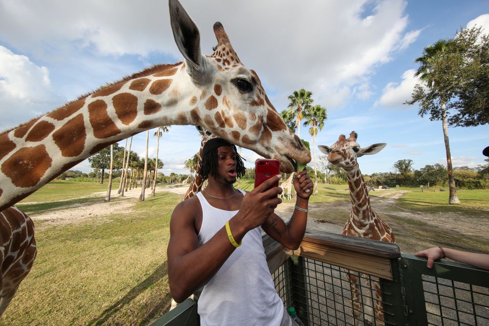 Iowa Hawkeyes wide receiver Ihmir Smith-Marsette (6) feeds a giraffe during an Outback Bowl team event Saturday, December 29, 2018 at Busch Gardens in Tampa, FL. (Brian Ray/hawkeyesports.com)