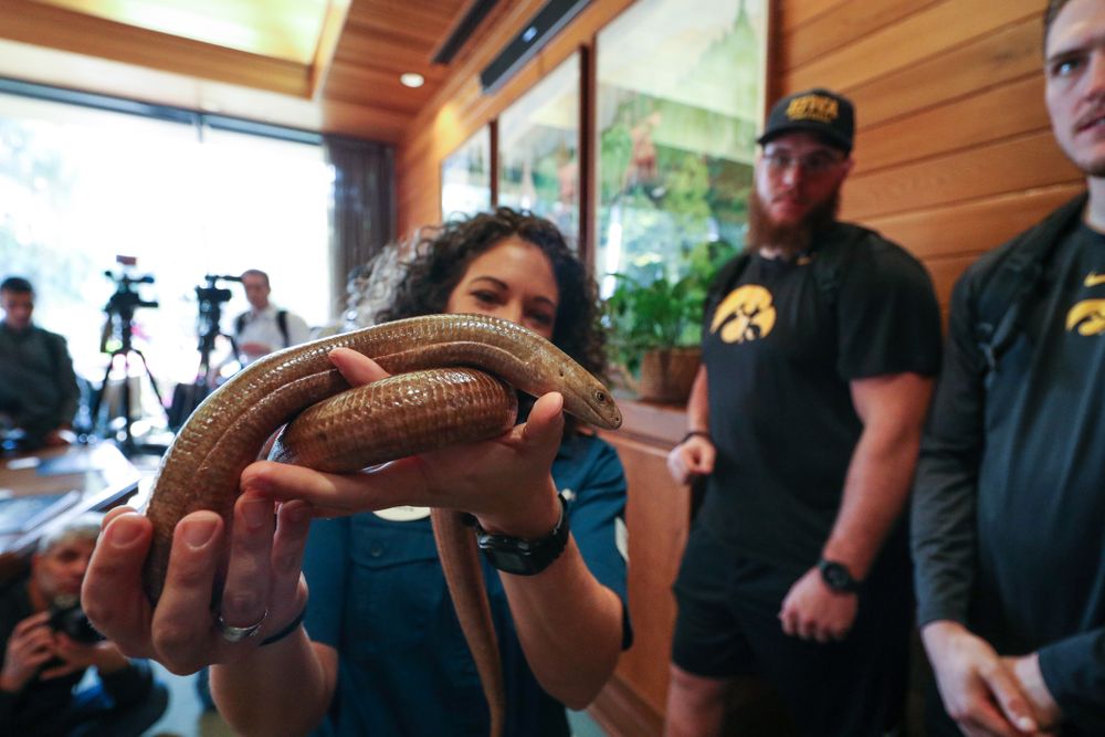 Iowa Hawkeyes offensive lineman Landan Paulsen (68), offensive lineman Levi Paulsen (66), linebacker Nick Niemann (49), and defensive lineman Cedrick Lattimore (95) check out a legless lizard during a trip to the San Diego Zoo Wednesday, December 25, 2019 in San Diego. (Brian Ray/hawkeyesports.com)