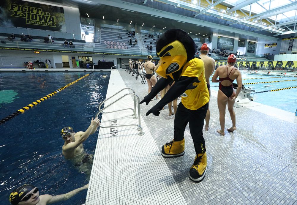 Herky the Hawk during a double dual against Wisconsin and Northwestern Saturday, January 19, 2019 at the Campus Recreation and Wellness Center. (Brian Ray/hawkeyesports.com)