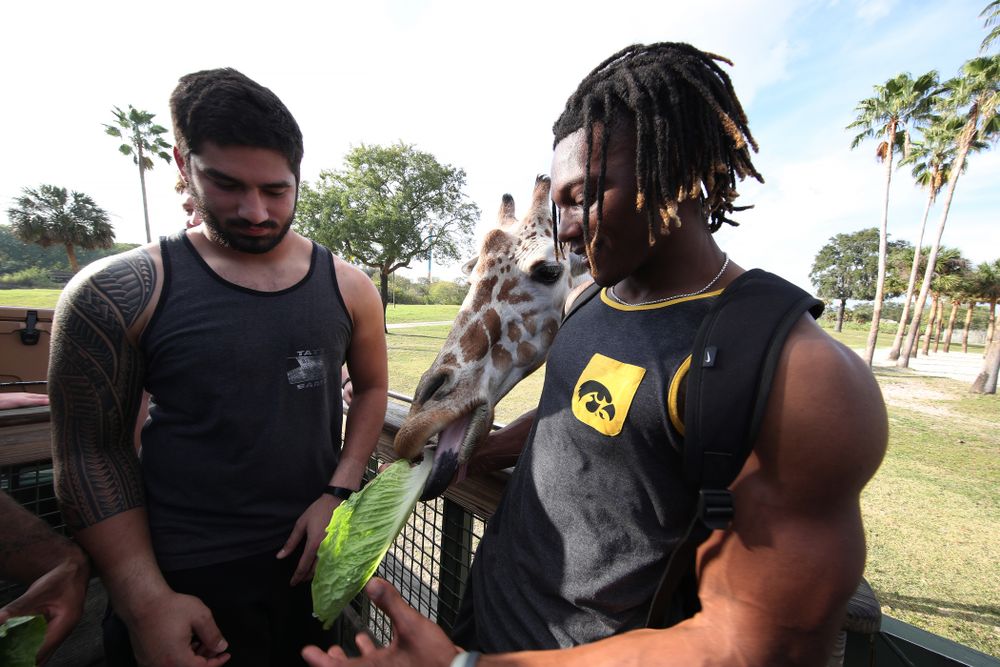 Iowa Hawkeyes wide receiver Brandon Smith (12) and Iowa Hawkeyes defensive end A.J. Epenesa (94) feed giraffes during an Outback Bowl team event Saturday, December 29, 2018 at Busch Gardens in Tampa, FL. (Brian Ray/hawkeyesports.com)