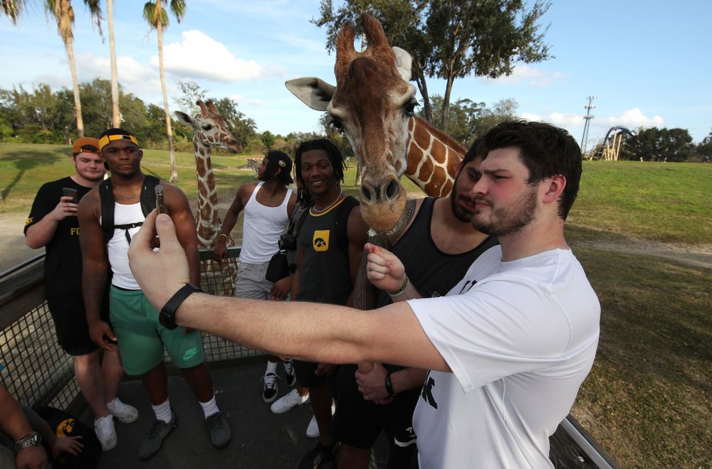 Iowa Hawkeyes defensive lineman Jack Kallenberger (97) feeds giraffes during an Outback Bowl team event Saturday, December 29, 2018 at Busch Gardens in Tampa, FL. (Brian Ray/hawkeyesports.com)